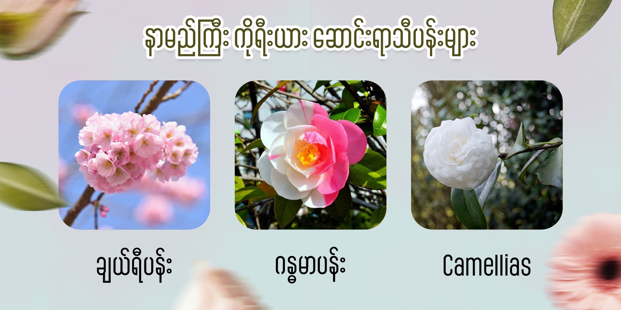 နာမည်ကြီး ကိုရီးယား ဆောင်းရာသီပန်းများ