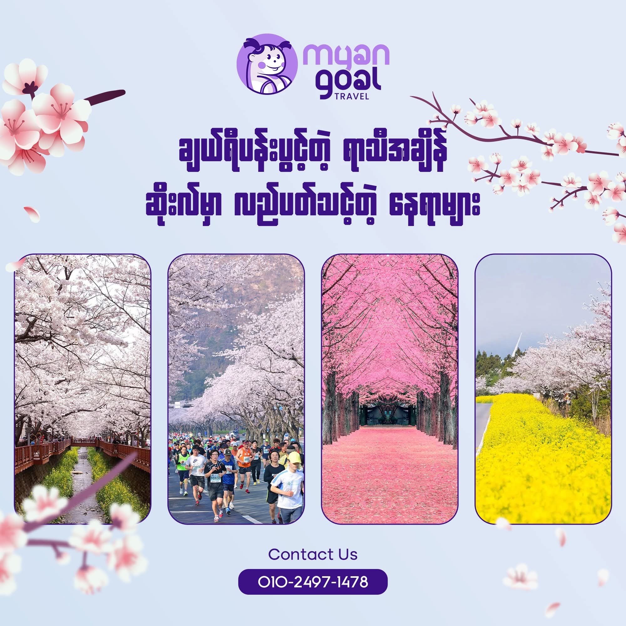 ချယ်ရီပန်းပွင့်တဲ့ ရာသီအချိန် ဆိုးလ်မှာ လည်ပတ်သင့်တဲ့ နေရာများ